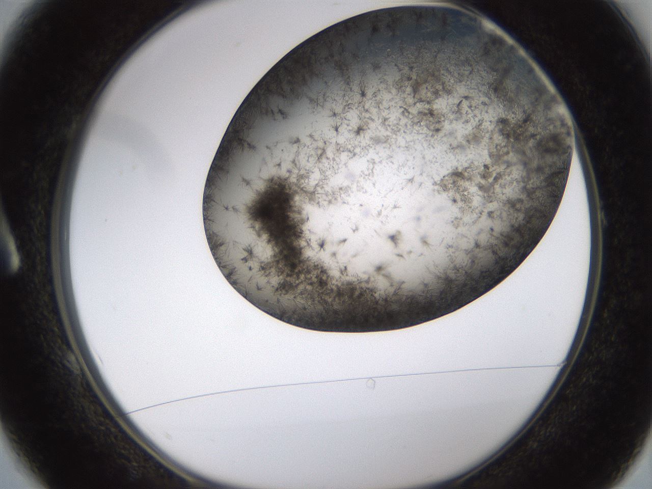 folderID362_plateID1362_batchID4722_wellNum1_profileID1_d1_r82288_ef.jpg