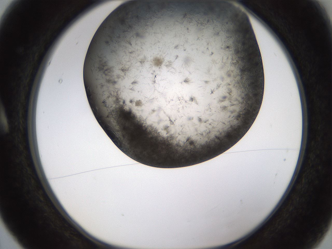 folderID362_plateID1362_batchID4722_wellNum5_profileID1_d1_r82292_ef.jpg