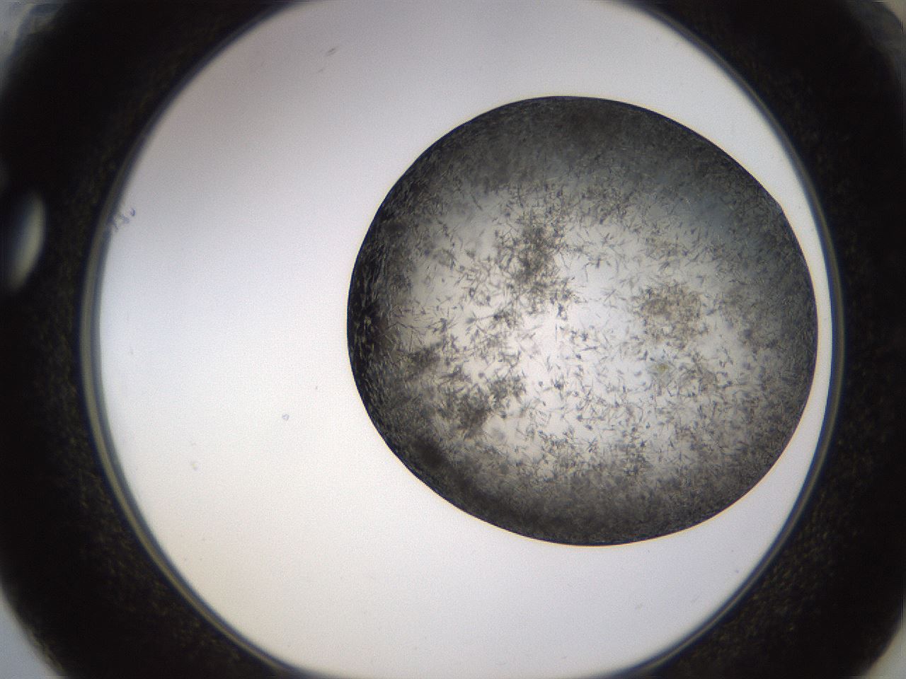 folderID362_plateID1362_batchID4722_wellNum61_profileID1_d1_r82348_ef.jpg