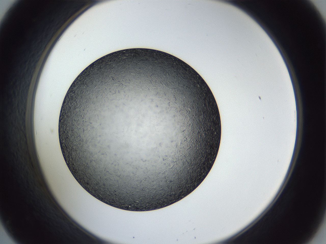 folderID364_plateID1364_batchID4726_wellNum20_profileID1_d2_r82615_ef.jpg