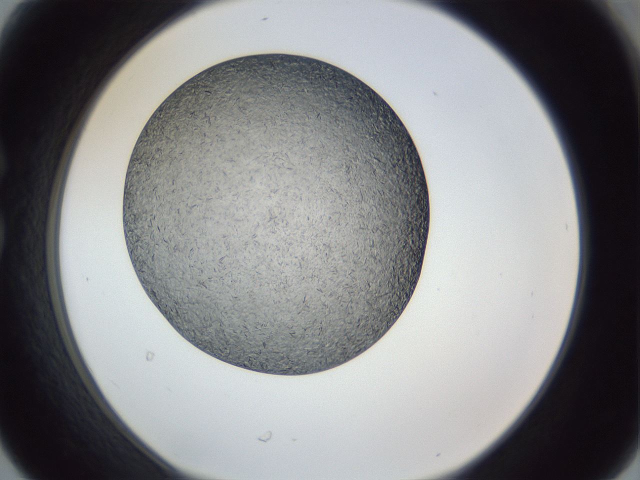 folderID364_plateID1364_batchID4726_wellNum30_profileID1_d1_r82634_ef.jpg