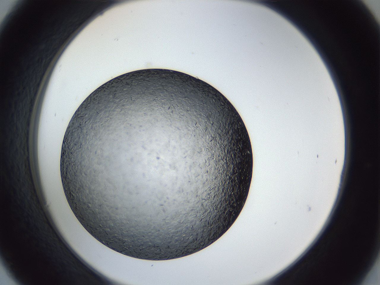 folderID364_plateID1364_batchID4726_wellNum30_profileID1_d2_r82635_ef.jpg