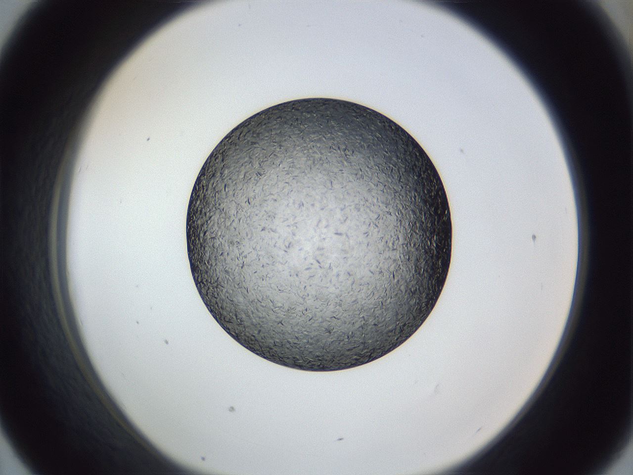 folderID364_plateID1364_batchID4726_wellNum43_profileID1_d1_r82660_ef.jpg