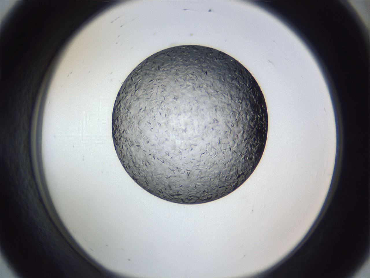 folderID364_plateID1364_batchID4726_wellNum56_profileID1_d1_r82686_ef.jpg