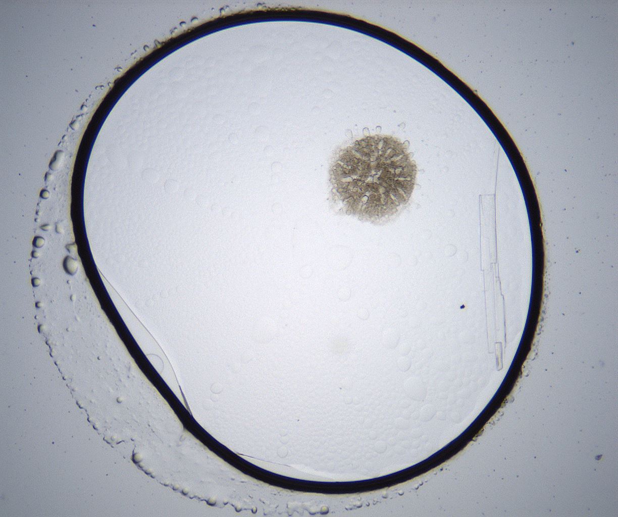 folderID364_plateID2364_batchID11089_wellNum16_profileID1_d1_r168577_ef.jpg