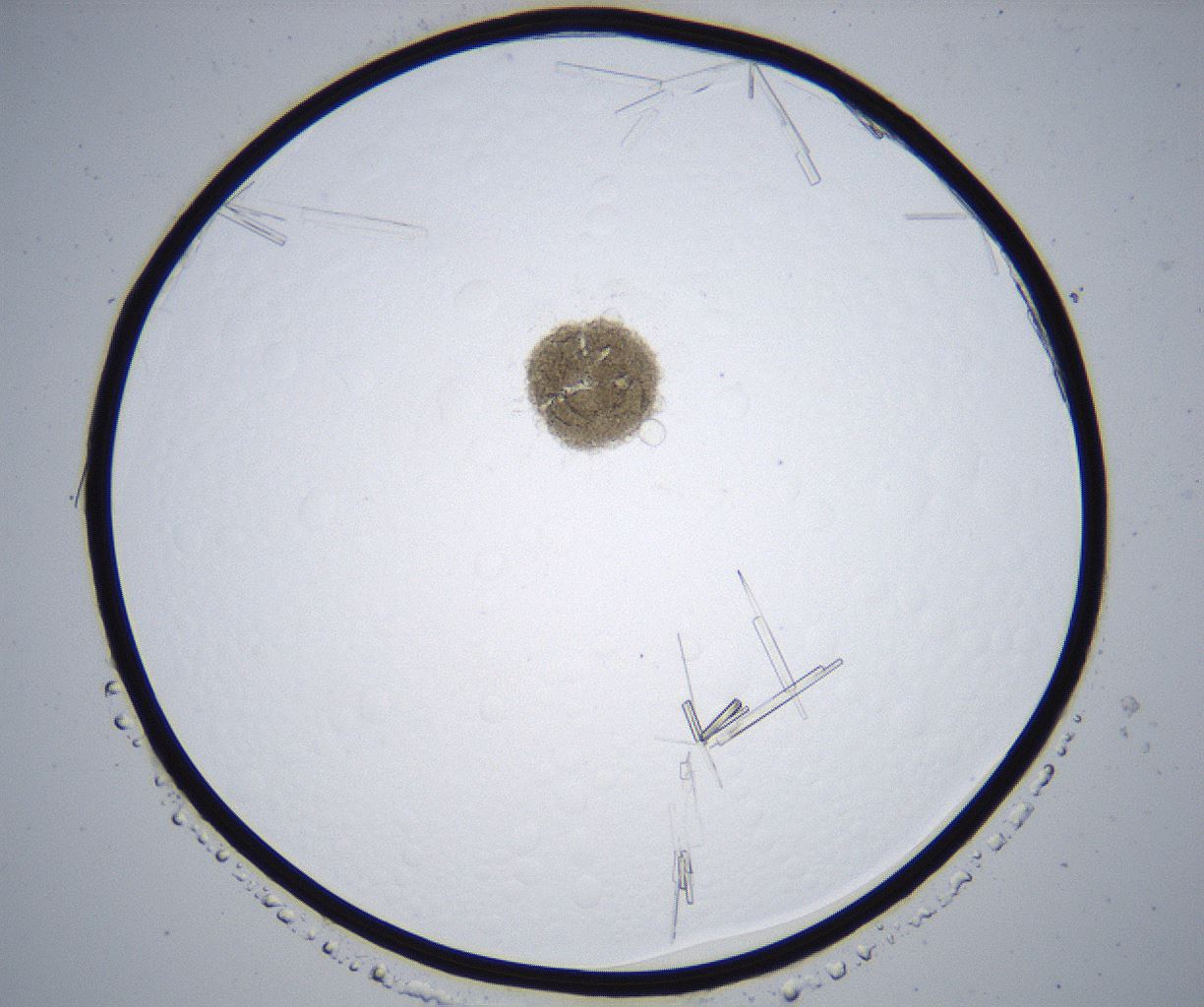 folderID364_plateID2364_batchID11089_wellNum44_profileID1_d1_r168633_ef.jpg