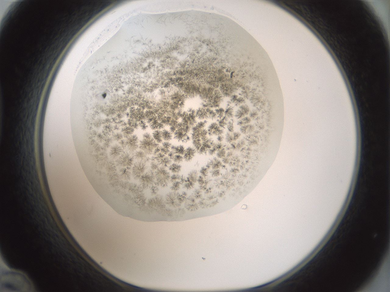 folderID365_plateID1365_batchID4729_wellNum48_profileID1_d1_r82815_ef.jpg