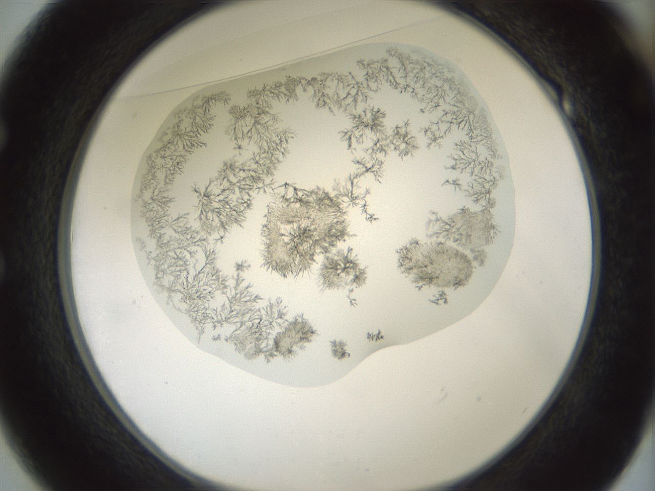 folderID365_plateID1365_batchID4729_wellNum49_profileID1_d1_r82816_ef.jpg