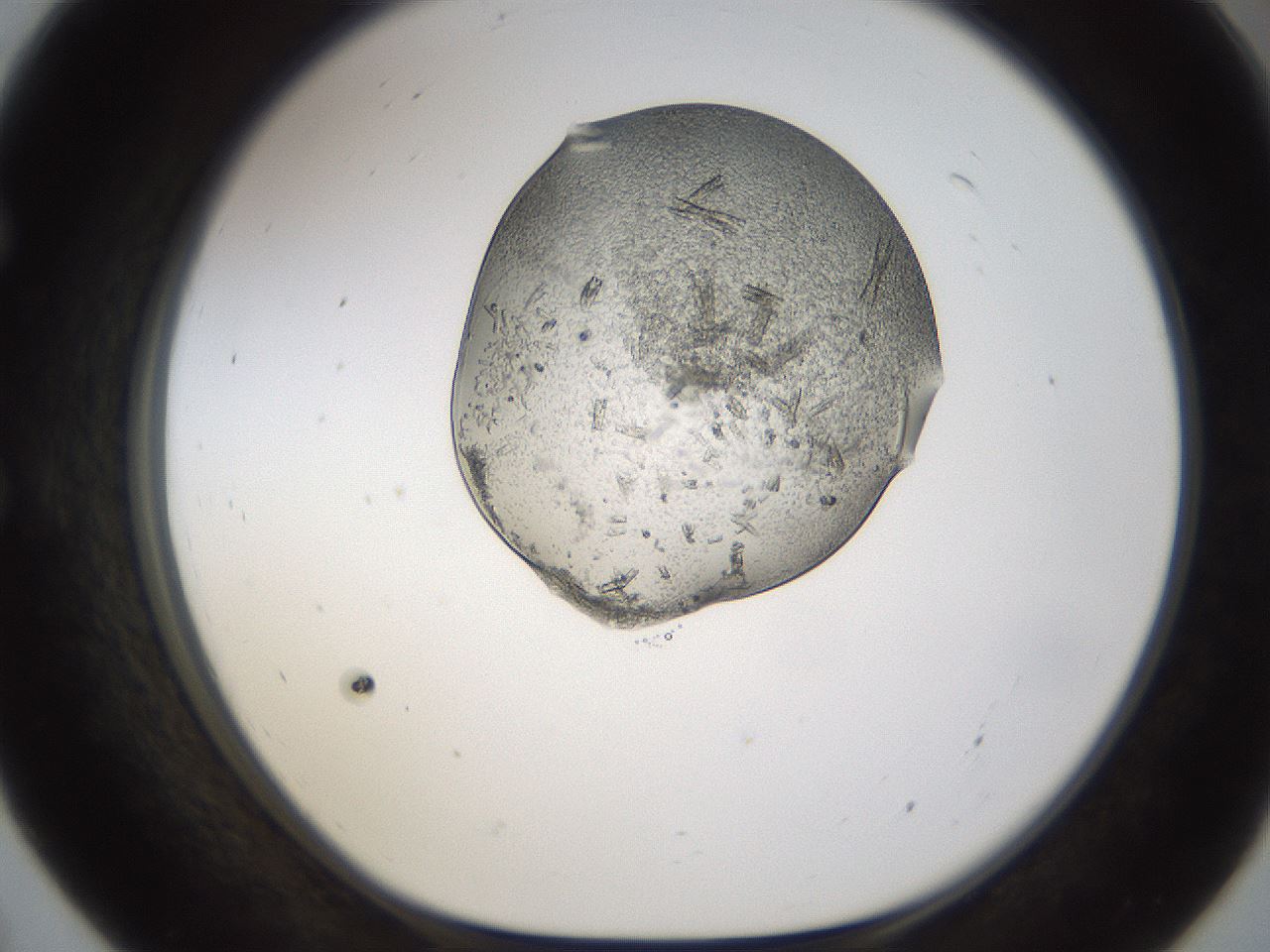 folderID367_plateID1367_batchID4732_wellNum55_profileID1_d1_r83068_ef.jpg