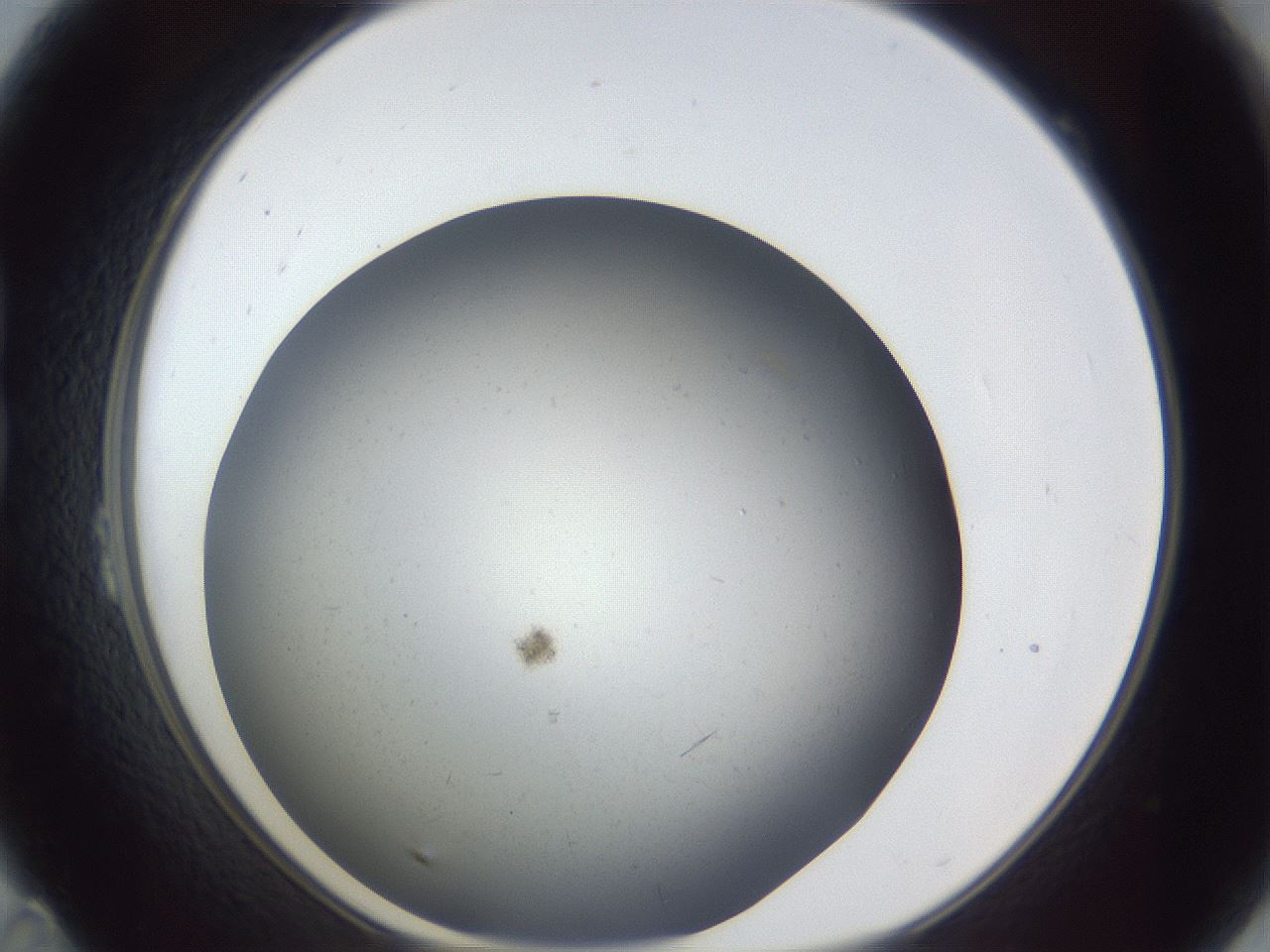folderID369_plateID1369_batchID4733_wellNum23_profileID1_d1_r83270_ef.jpg