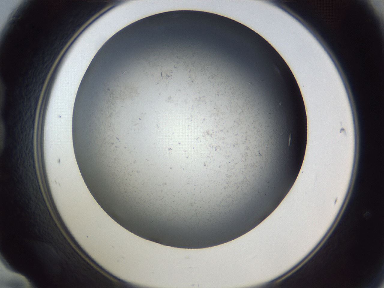 folderID369_plateID1369_batchID4733_wellNum24_profileID1_d1_r83271_ef.jpg