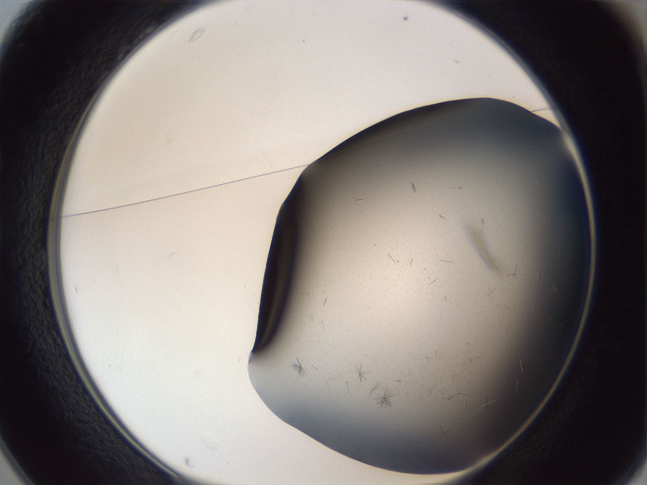 folderID369_plateID1369_batchID4733_wellNum25_profileID1_d1_r83272_ef.jpg