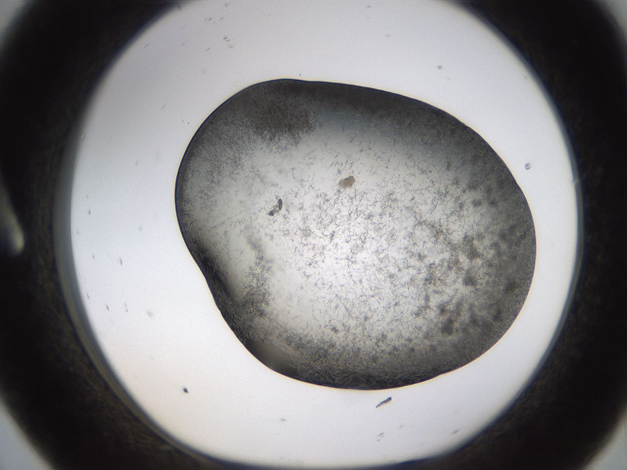 folderID362_plateID1362_batchID4722_wellNum8_profileID1_d1_r82295_ef.jpg