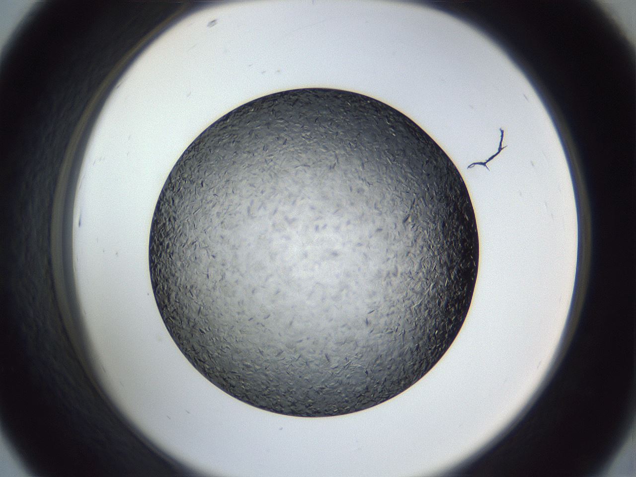 folderID364_plateID1364_batchID4726_wellNum43_profileID1_d2_r82661_ef.jpg