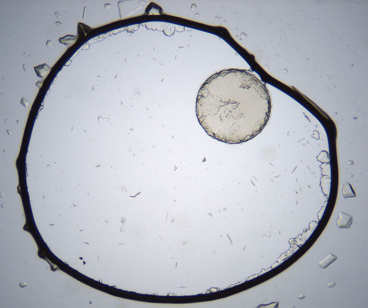 folderID368_plateID2368_batchID11112_wellNum93_profileID1_d1_r170267_ef.jpg