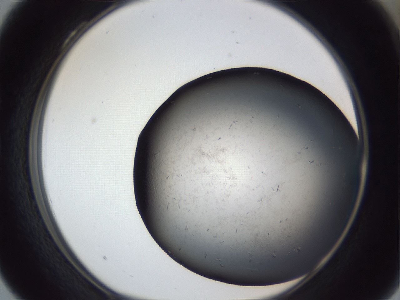 folderID369_plateID1369_batchID4733_wellNum28_profileID1_d1_r83275_ef.jpg