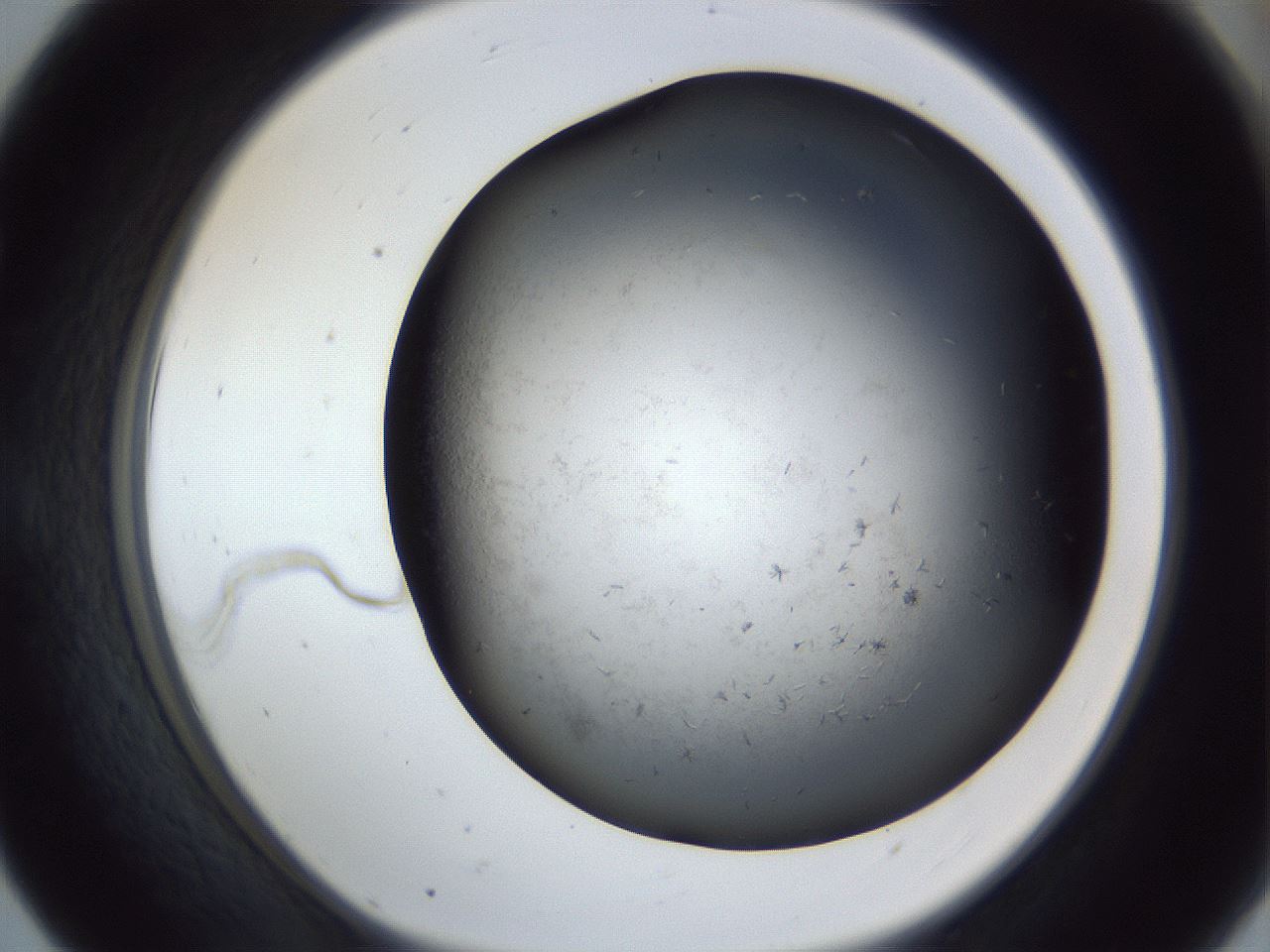 folderID369_plateID1369_batchID4733_wellNum55_profileID1_d1_r83302_ef.jpg