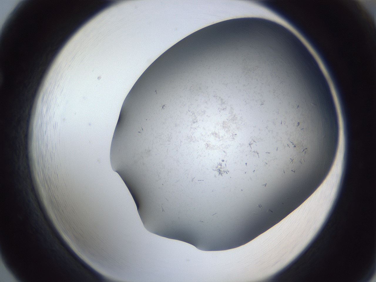 folderID369_plateID1369_batchID4733_wellNum65_profileID1_d1_r83312_ef.jpg