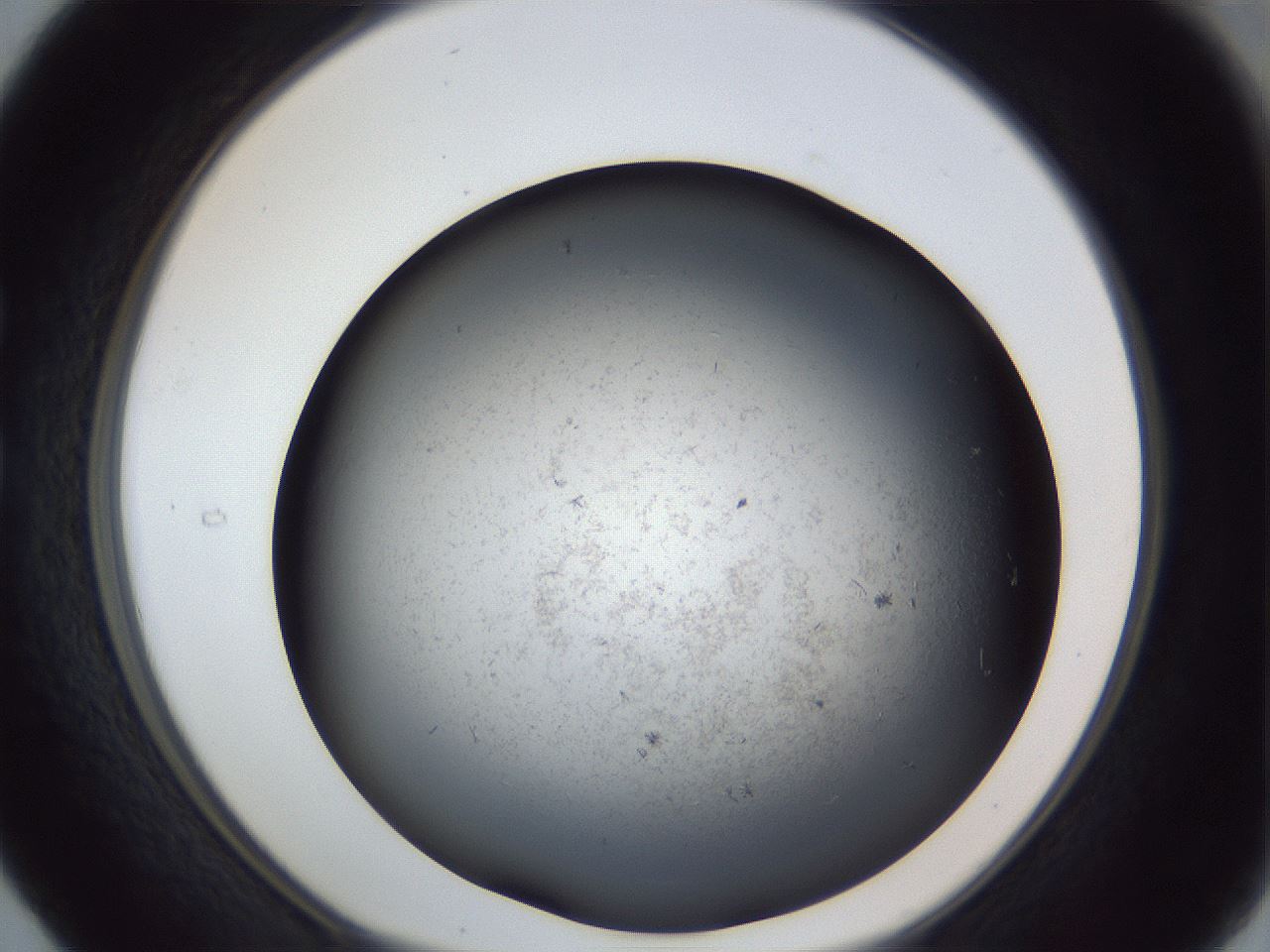 folderID369_plateID1369_batchID4733_wellNum29_profileID1_d1_r83276_ef.jpg