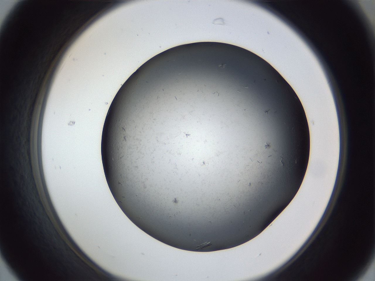folderID369_plateID1369_batchID4733_wellNum31_profileID1_d1_r83278_ef.jpg