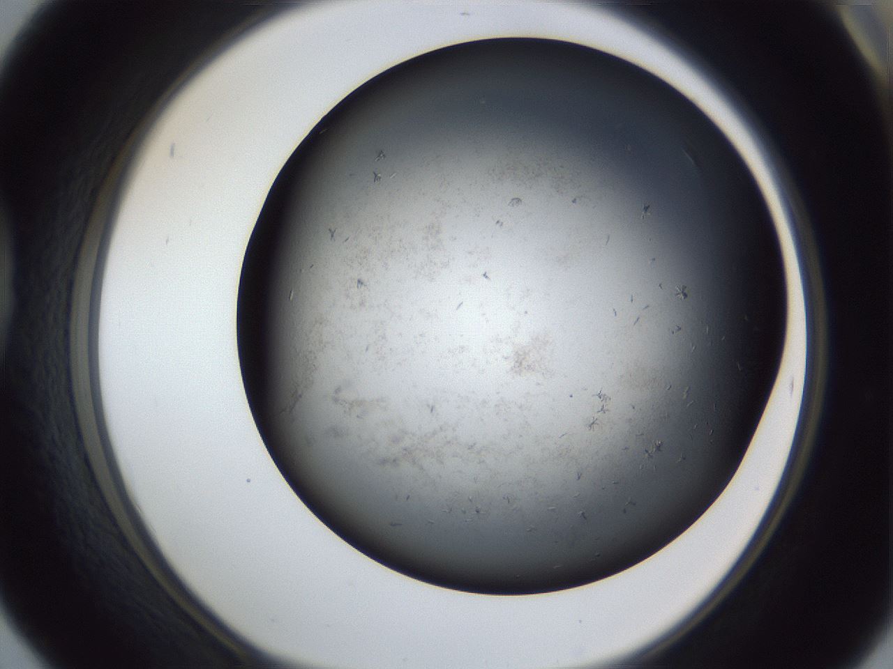 folderID369_plateID1369_batchID4733_wellNum42_profileID1_d1_r83289_ef.jpg