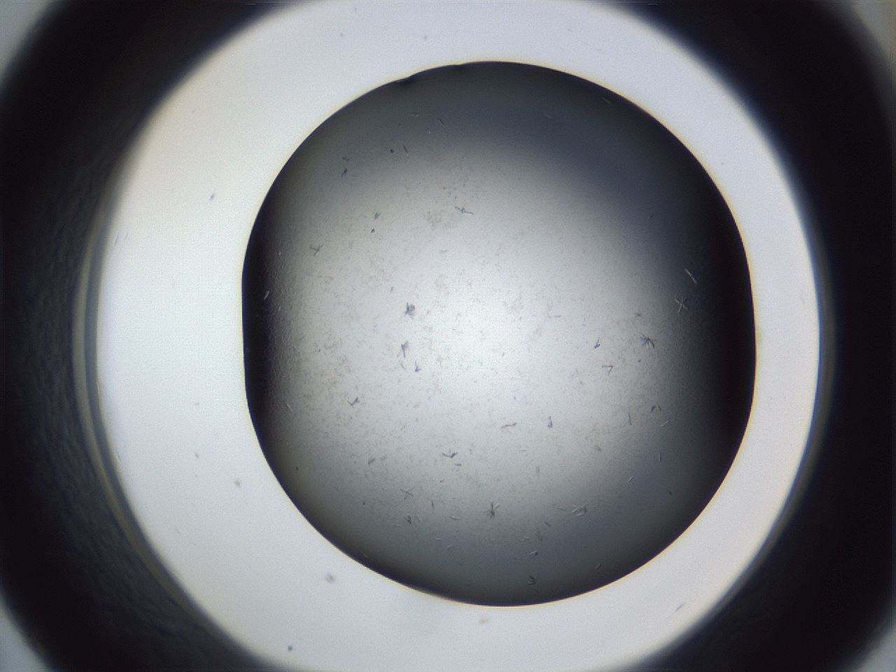 folderID369_plateID1369_batchID4733_wellNum43_profileID1_d1_r83290_ef.jpg