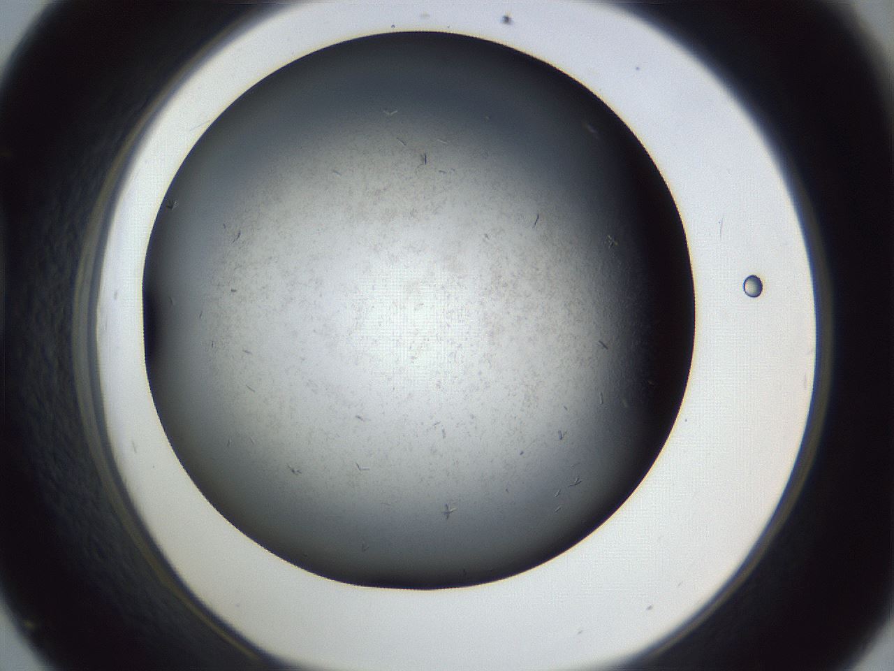 folderID369_plateID1369_batchID4733_wellNum45_profileID1_d1_r83292_ef.jpg