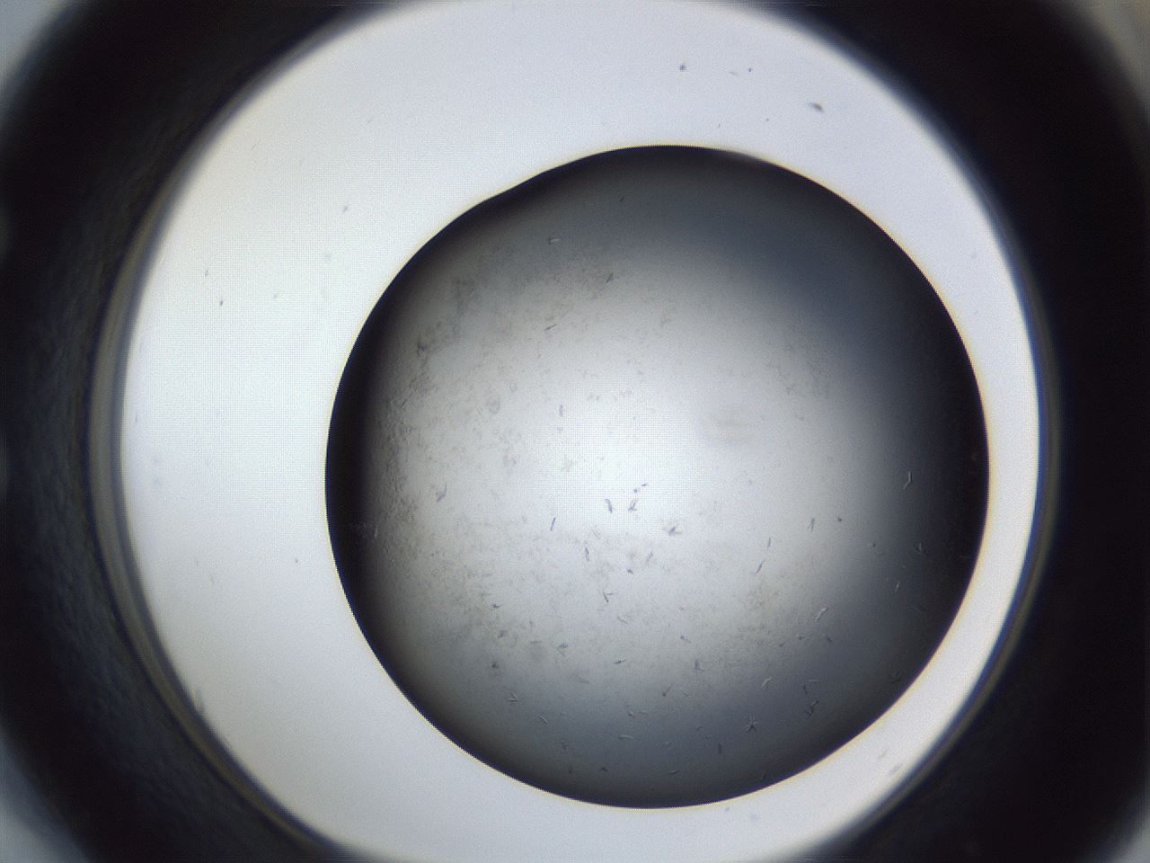 folderID369_plateID1369_batchID4733_wellNum54_profileID1_d1_r83301_ef.jpg