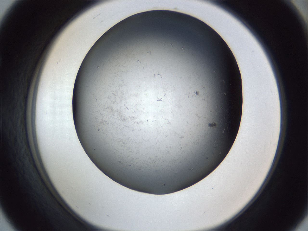 folderID369_plateID1369_batchID4733_wellNum56_profileID1_d1_r83303_ef.jpg