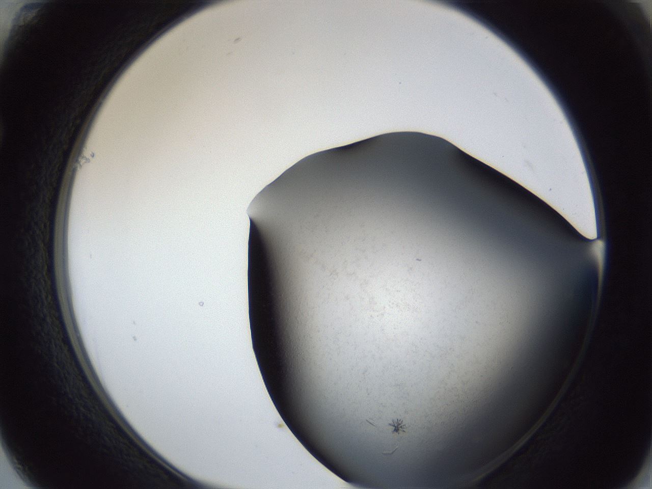 folderID369_plateID1369_batchID4733_wellNum61_profileID1_d1_r83308_ef.jpg
