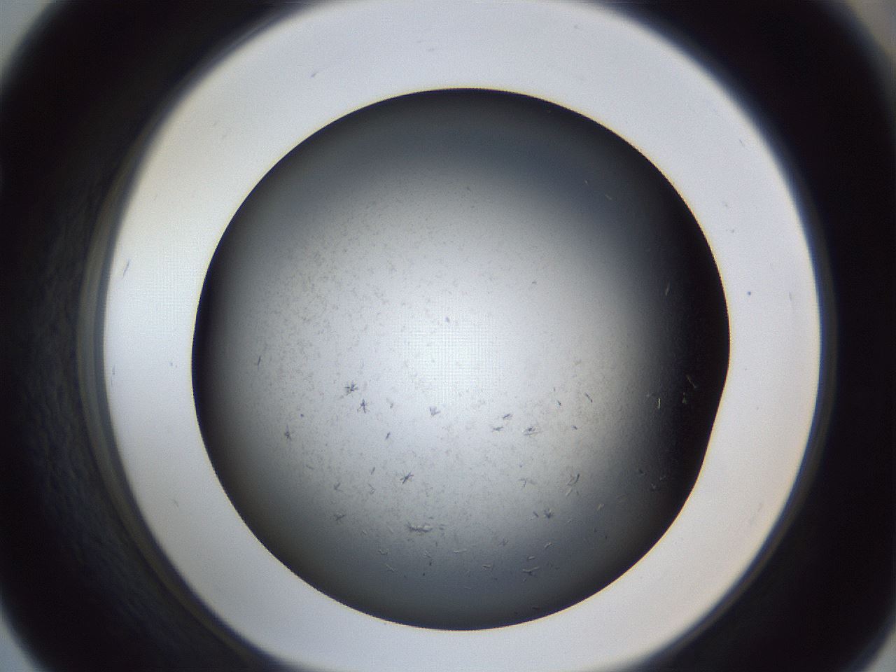 folderID369_plateID1369_batchID4733_wellNum67_profileID1_d1_r83314_ef.jpg