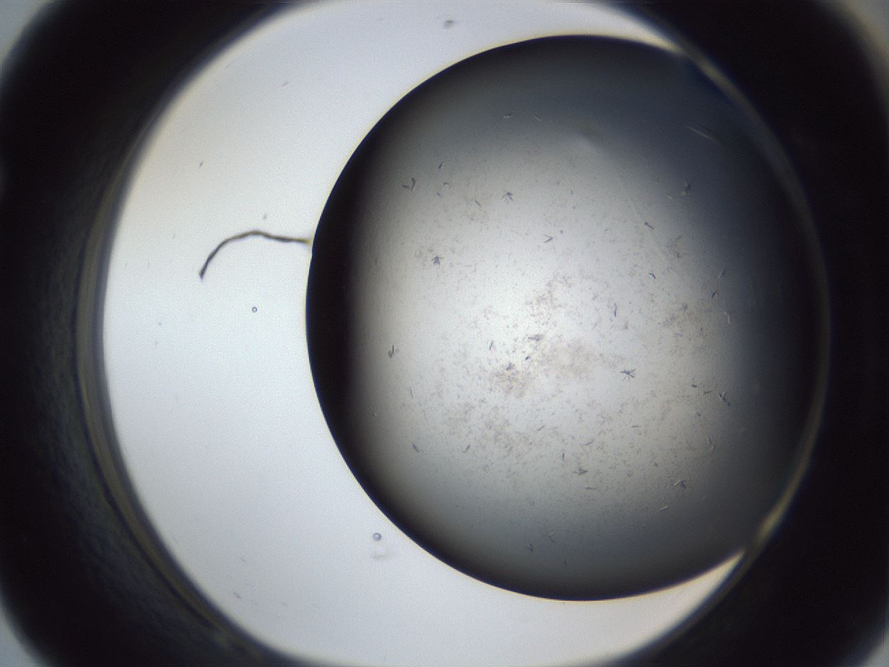folderID369_plateID1369_batchID4733_wellNum68_profileID1_d1_r83315_ef.jpg