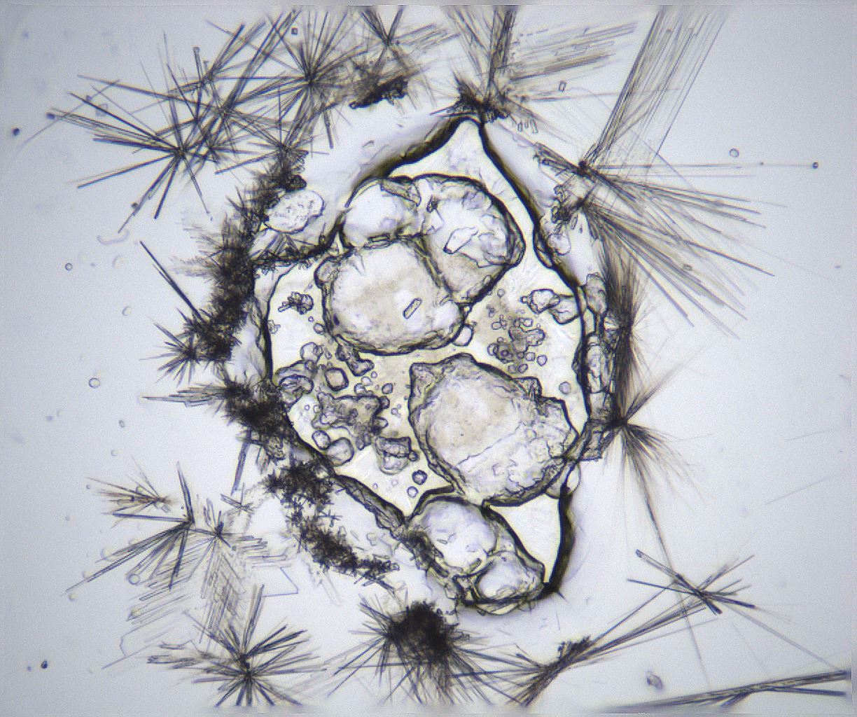 folderID369_plateID2369_batchID11114_wellNum22_profileID1_d1_r170509_ef.jpg