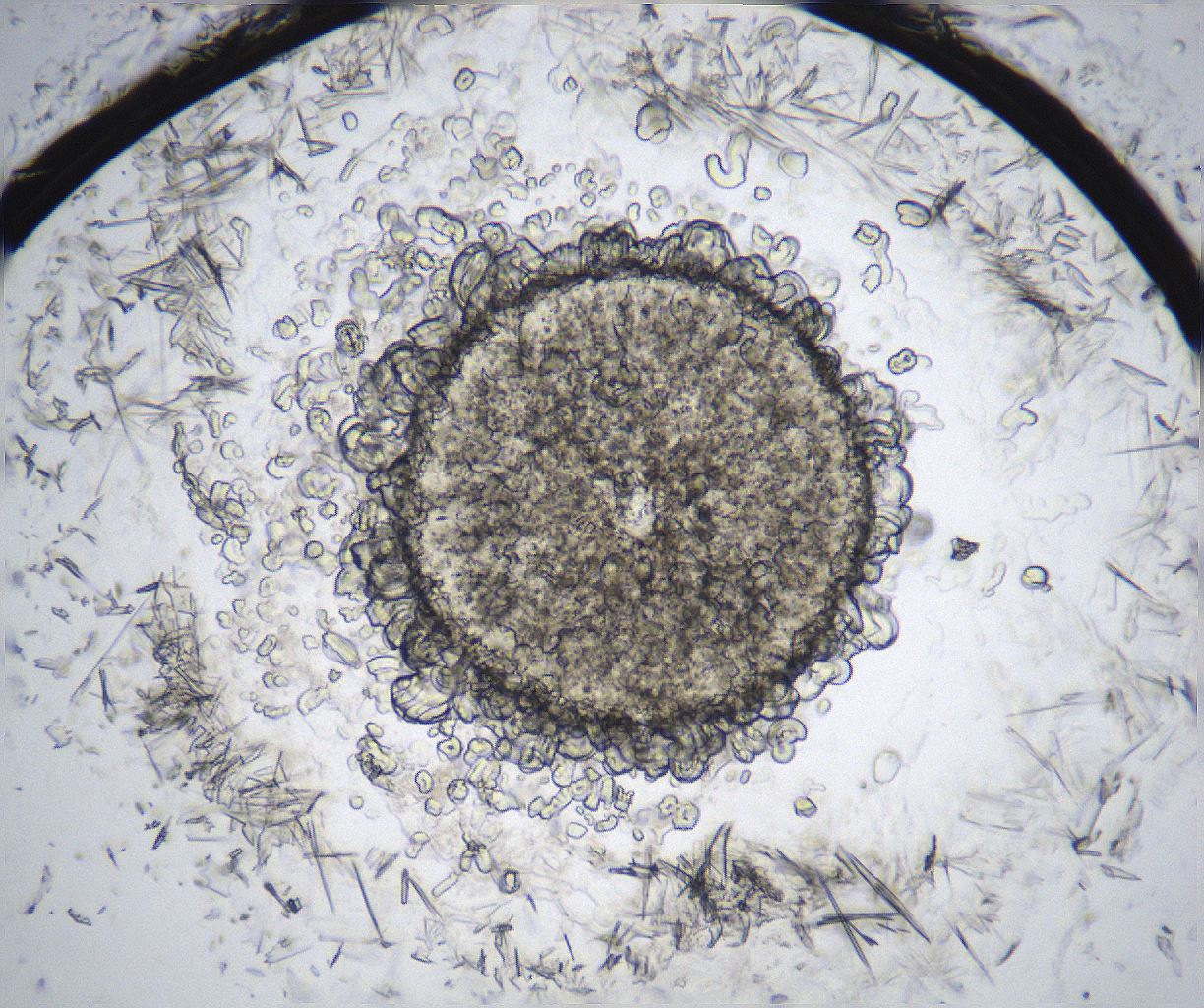 folderID369_plateID2369_batchID11114_wellNum50_profileID1_d1_r170565_ef.jpg