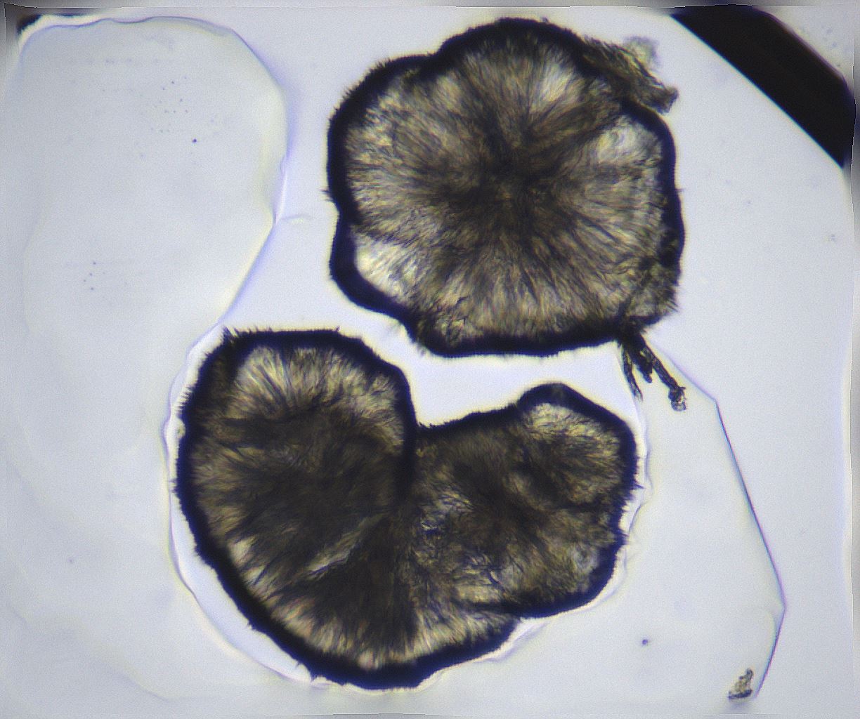 folderID369_plateID2369_batchID11114_wellNum78_profileID1_d1_r170621_ef.jpg