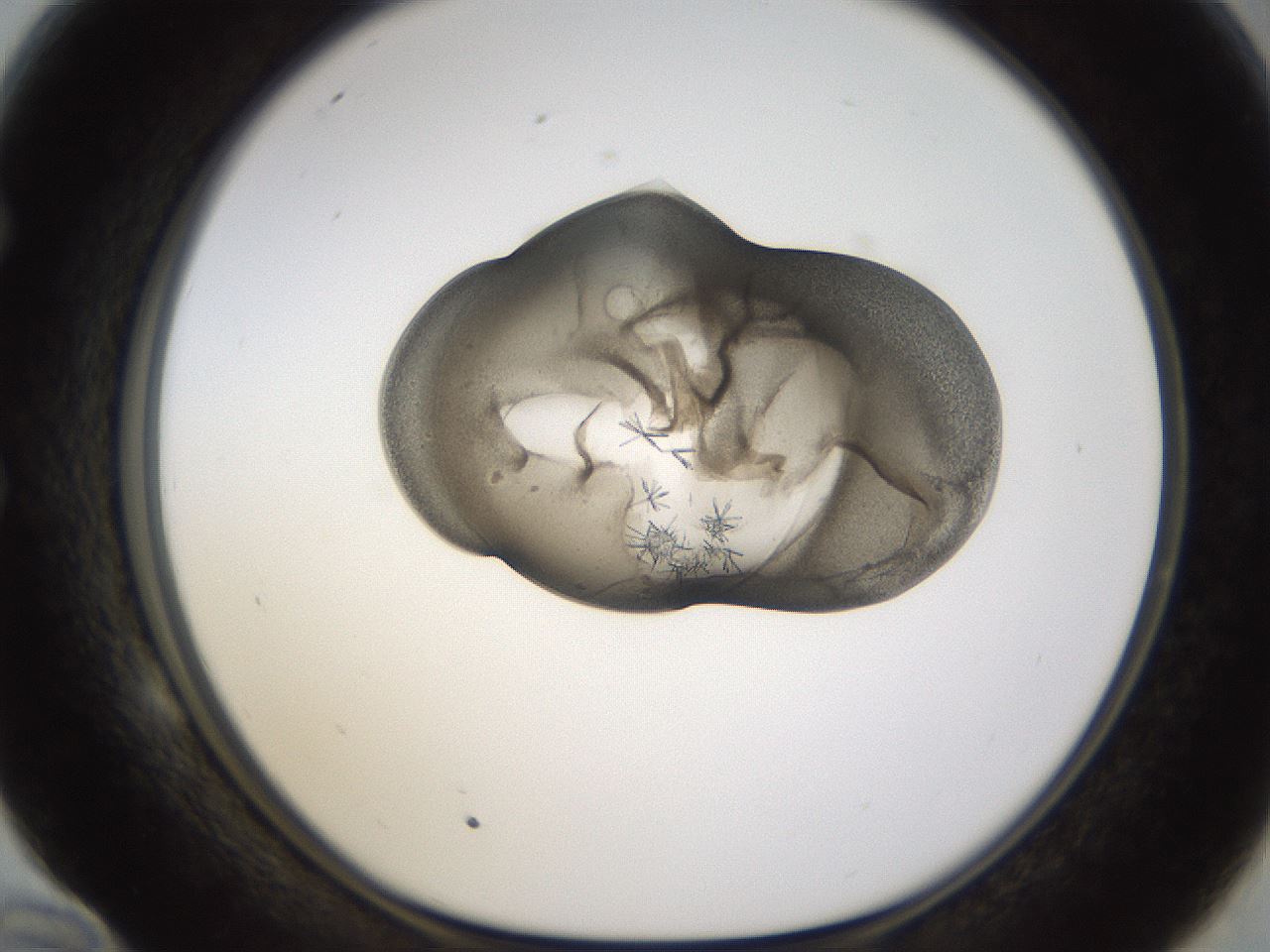 folderID374_plateID1374_batchID4962_wellNum58_profileID1_d1_r83689_ef.jpg