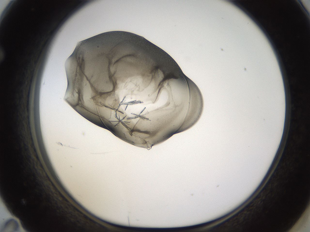 folderID374_plateID1374_batchID4962_wellNum71_profileID1_d1_r83702_ef.jpg