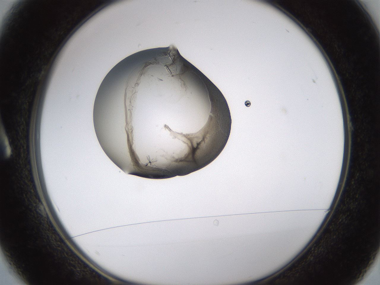 folderID376_plateID1376_batchID4964_wellNum1_profileID1_d1_r83824_ef.jpg