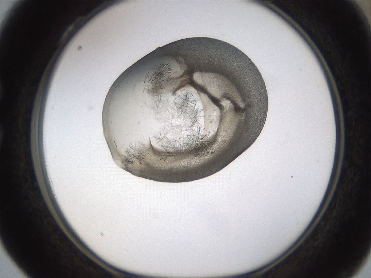 folderID376_plateID1376_batchID4964_wellNum28_profileID1_d1_r83851_ef.jpg