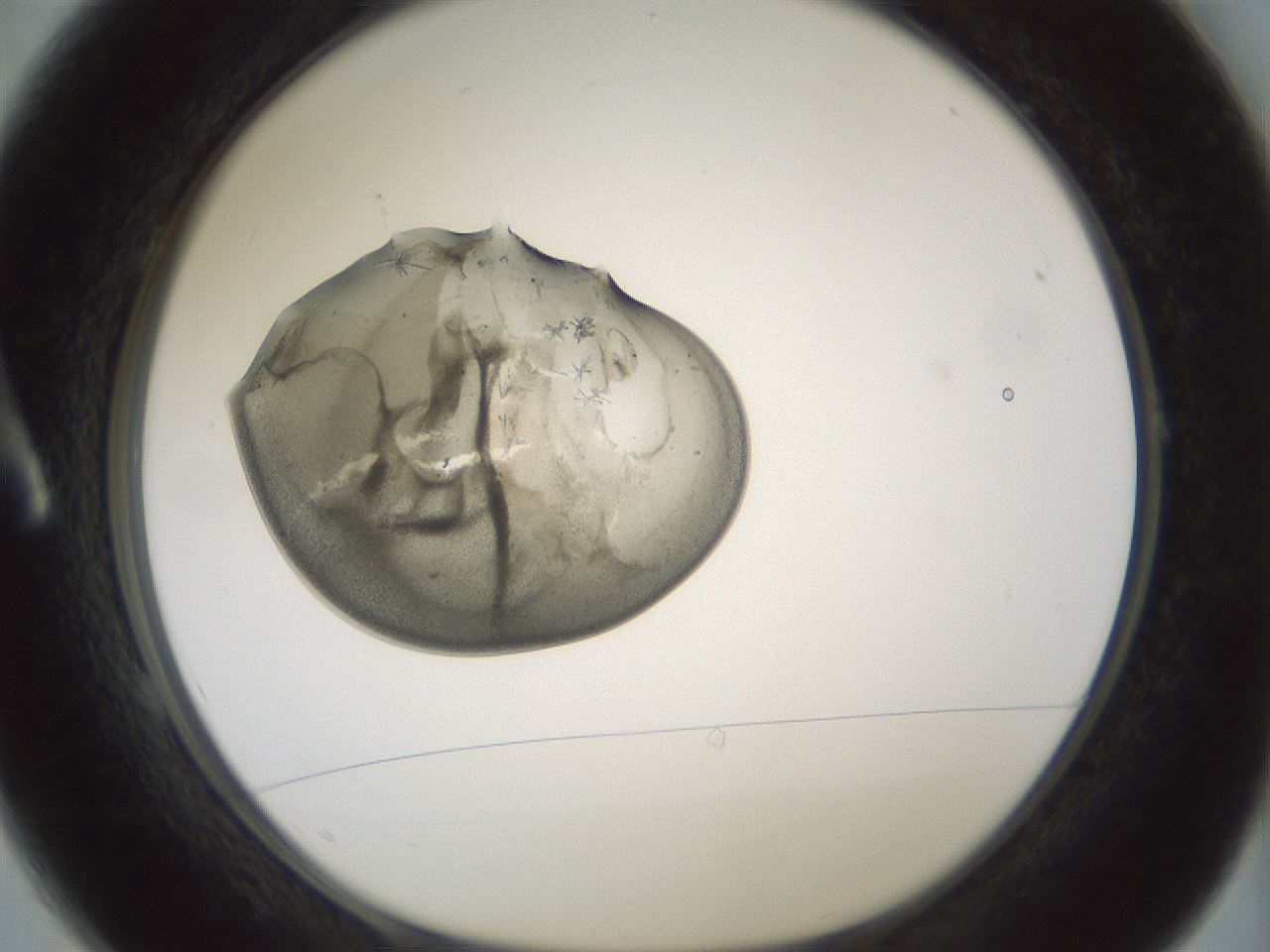 folderID377_plateID1377_batchID4965_wellNum1_profileID1_d1_r83920_ef.jpg