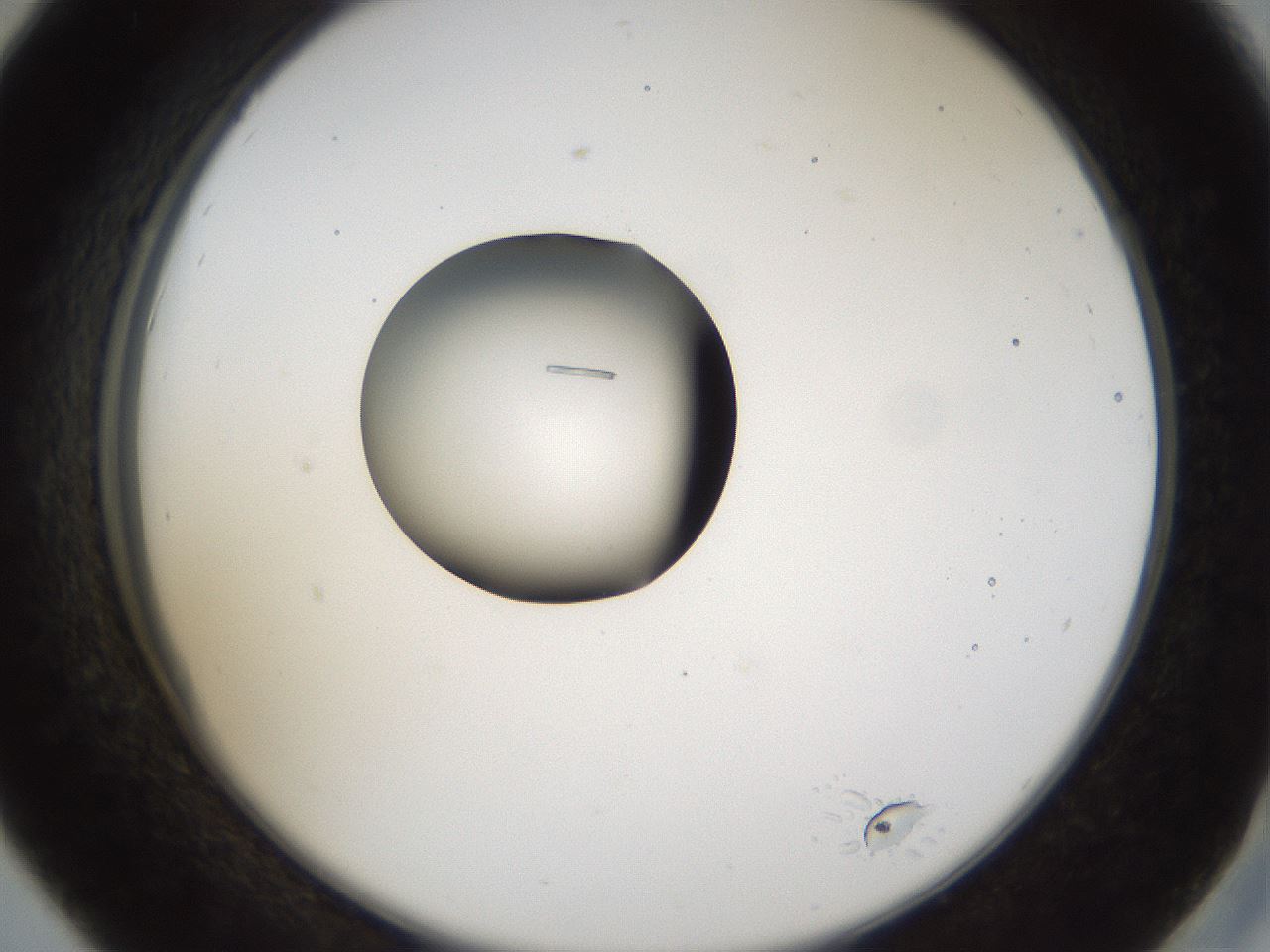 folderID37_plateID1037_batchID2104_wellNum42_profileID1_d2_r46043_ef.jpg
