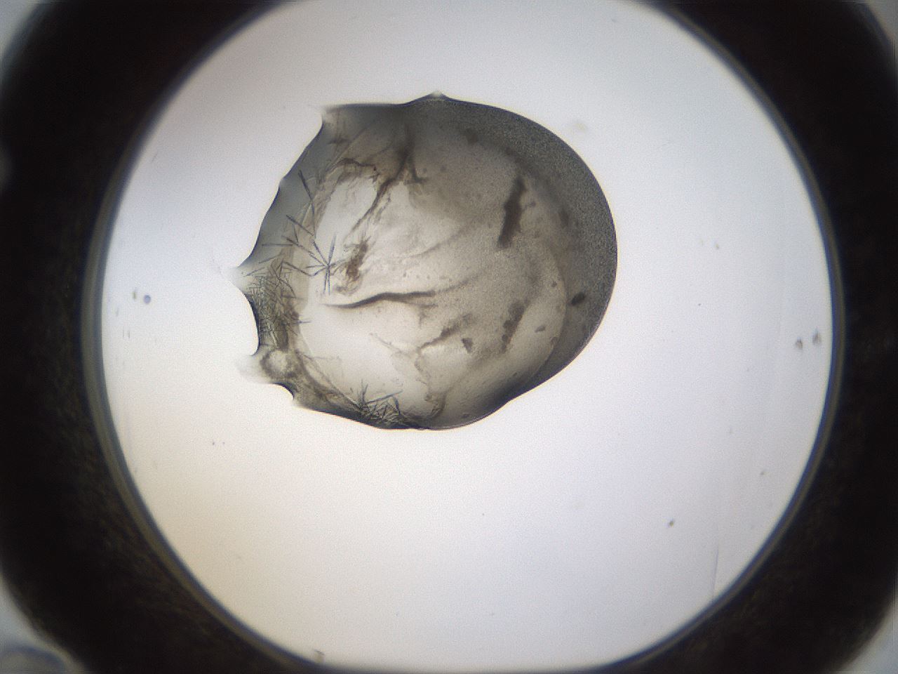 folderID380_plateID1380_batchID4969_wellNum70_profileID1_d1_r84277_ef.jpg
