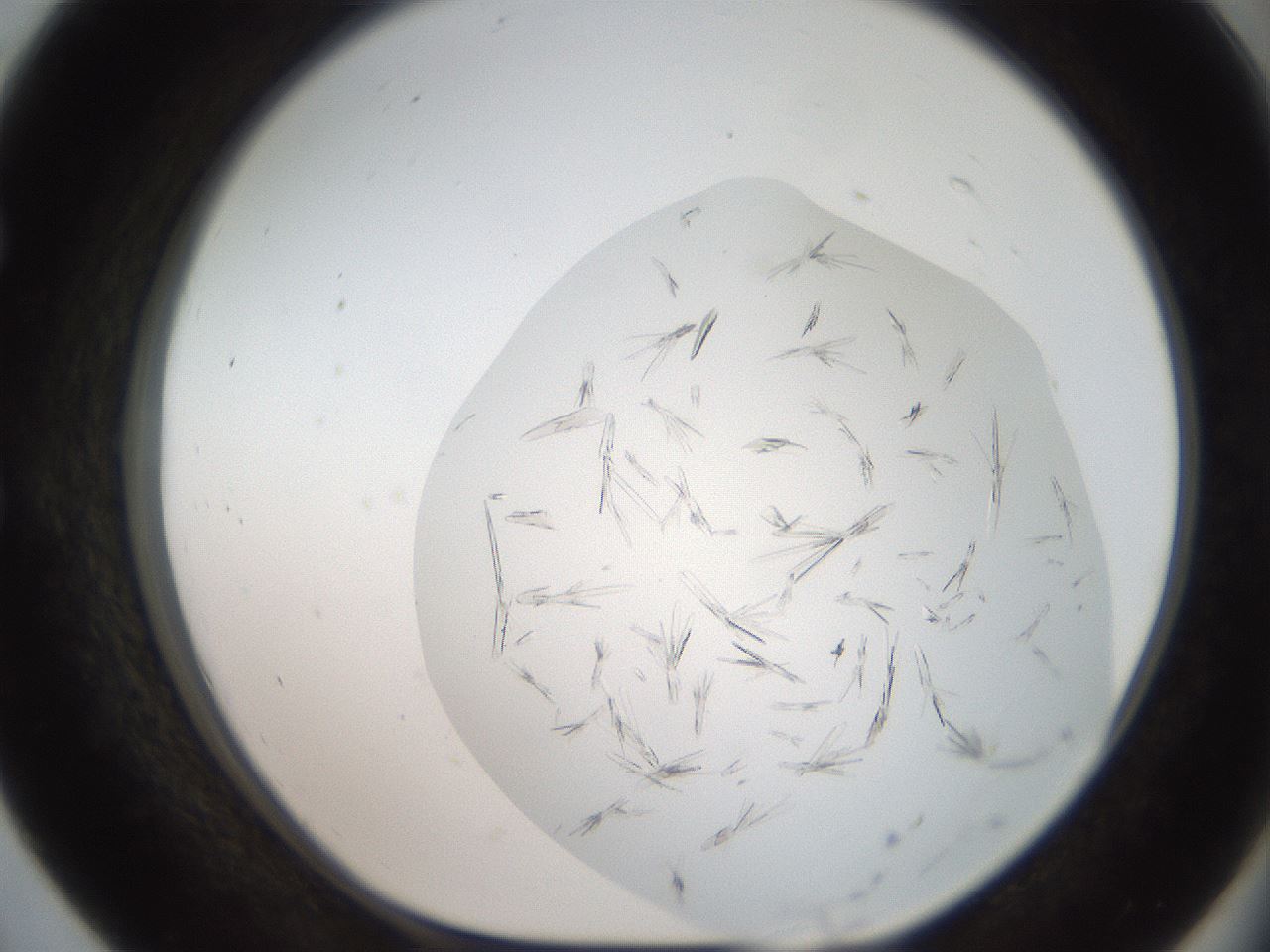 folderID381_plateID2381_batchID11228_wellNum55_profileID1_d1_r175801_ef.jpg