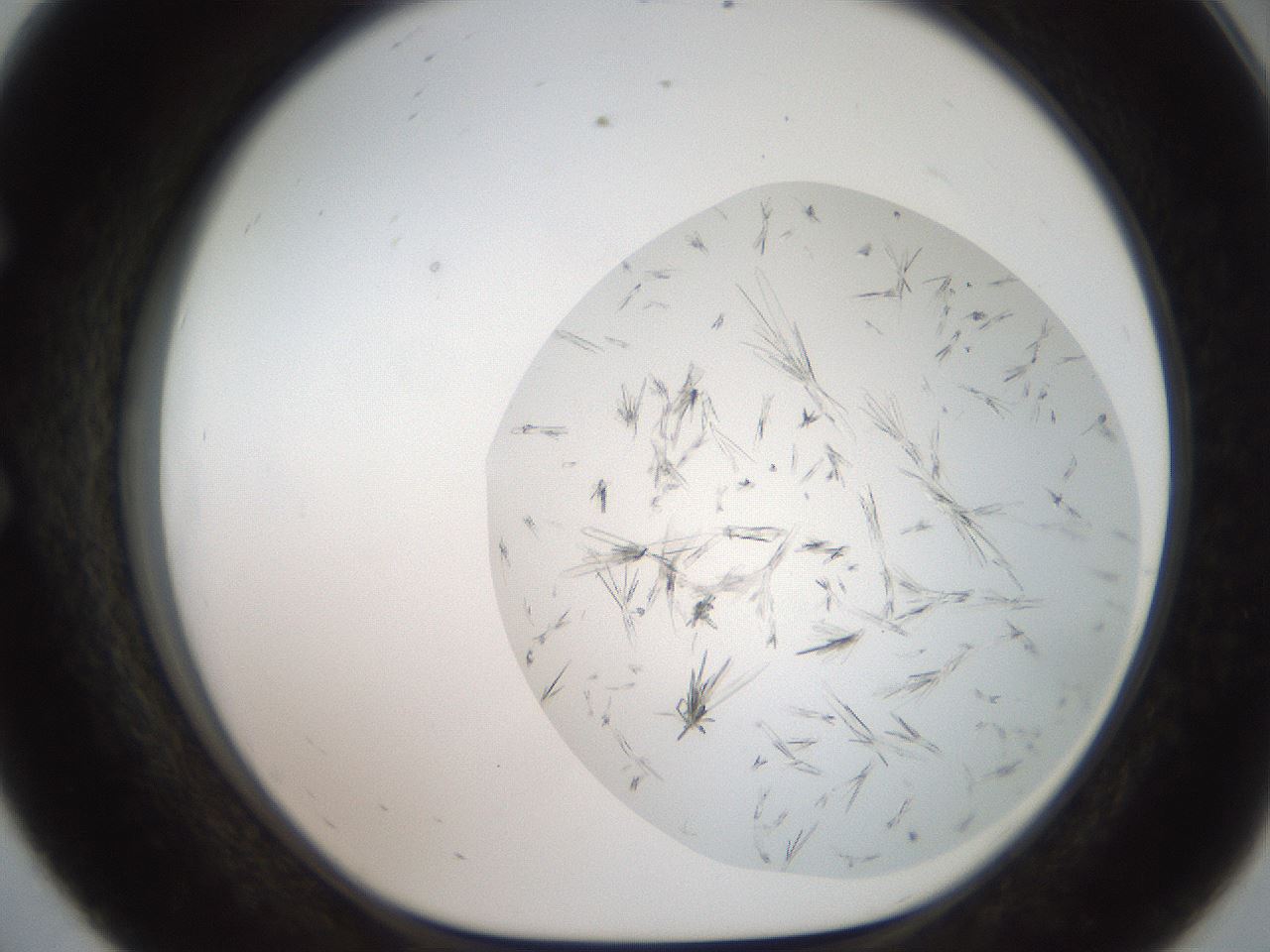 folderID381_plateID2381_batchID11228_wellNum56_profileID1_d1_r175802_ef.jpg