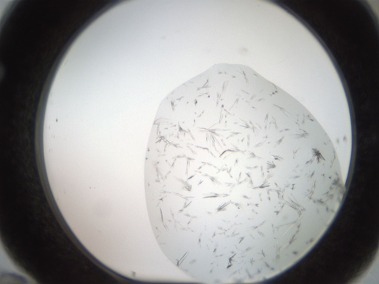 folderID381_plateID2381_batchID11228_wellNum70_profileID1_d1_r175816_ef.jpg