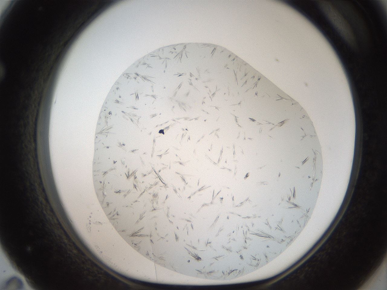 folderID381_plateID2381_batchID11228_wellNum71_profileID1_d1_r175817_ef.jpg