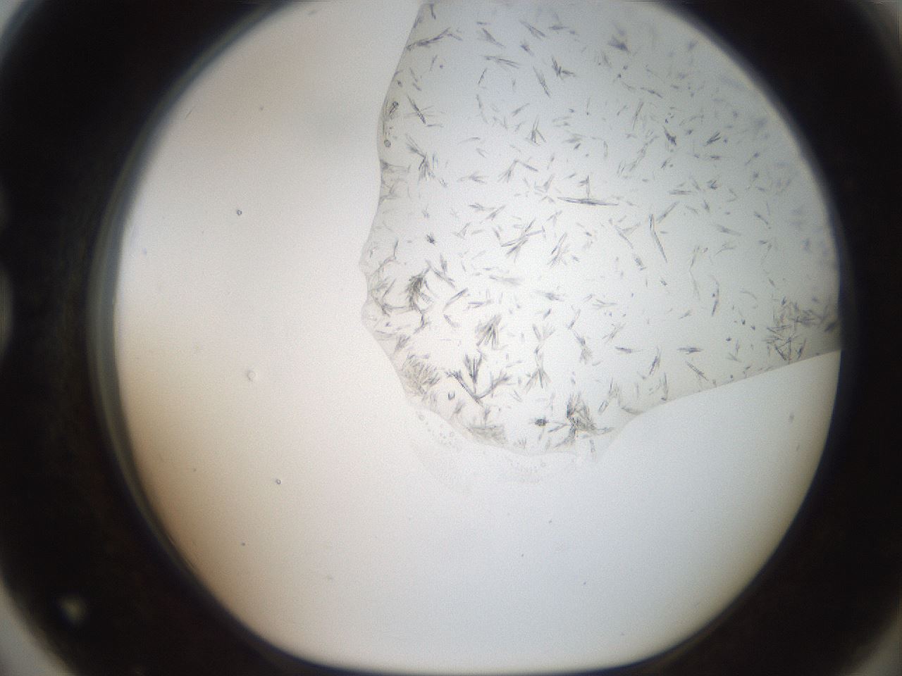 folderID381_plateID2381_batchID11228_wellNum79_profileID1_d1_r175825_ef.jpg