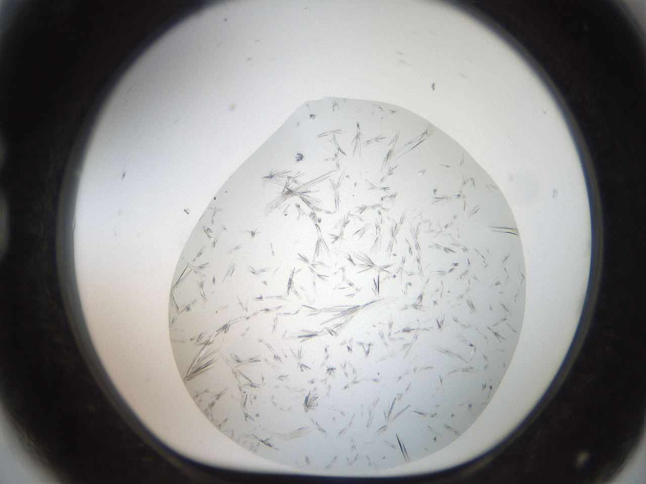 folderID381_plateID2381_batchID11228_wellNum81_profileID1_d1_r175827_ef.jpg
