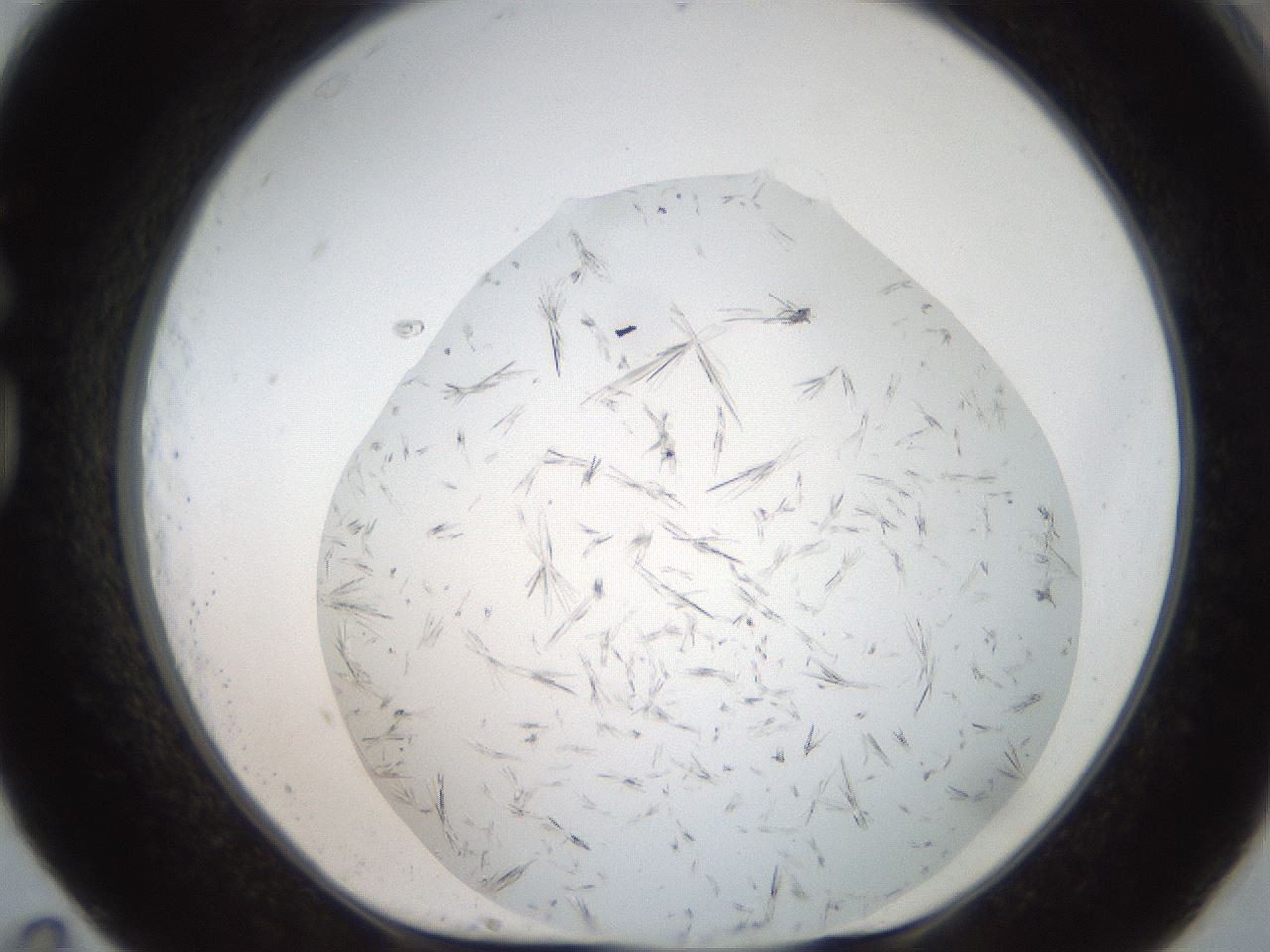 folderID381_plateID2381_batchID11228_wellNum83_profileID1_d1_r175829_ef.jpg