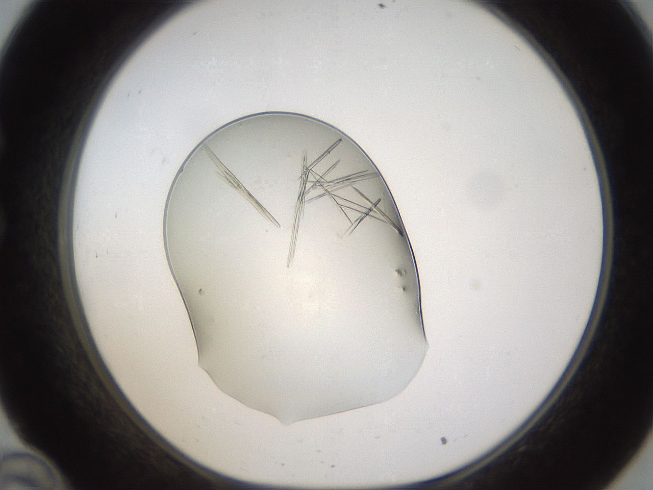 folderID389_plateID1389_batchID5012_wellNum34_profileID1_d1_r84915_ef.jpg